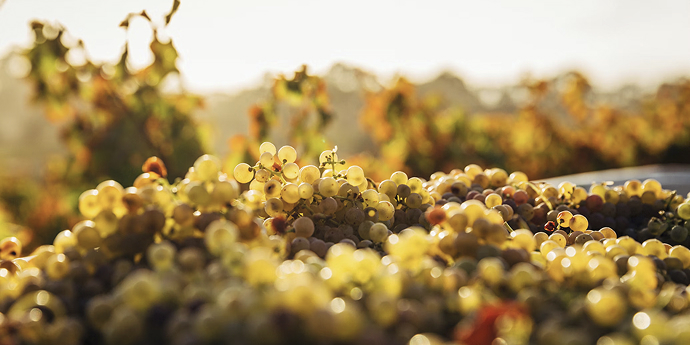 Natural Orange Wine: 