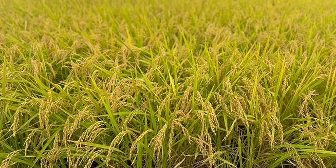 100% Saitama-Sourced  Ingredients Commitment: 