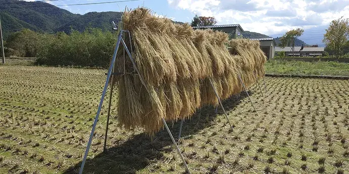 Sacred Rice Variety:  Isehikari: 