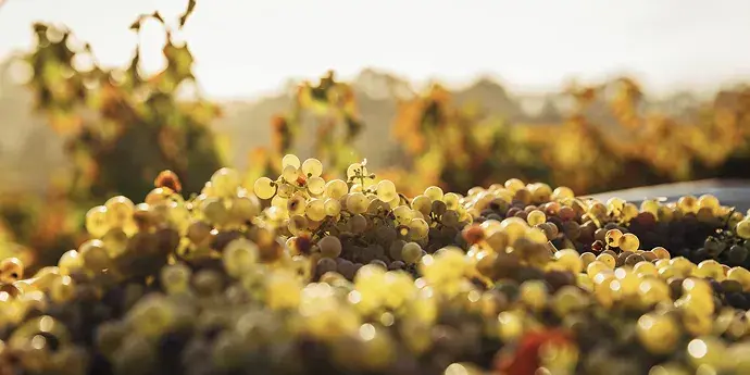 Natural Orange Wine: 